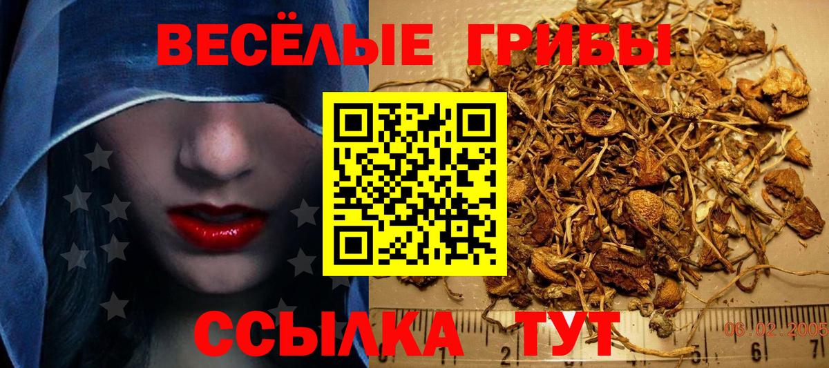 Галлюциногенные грибы Psilocybe Бузулук
